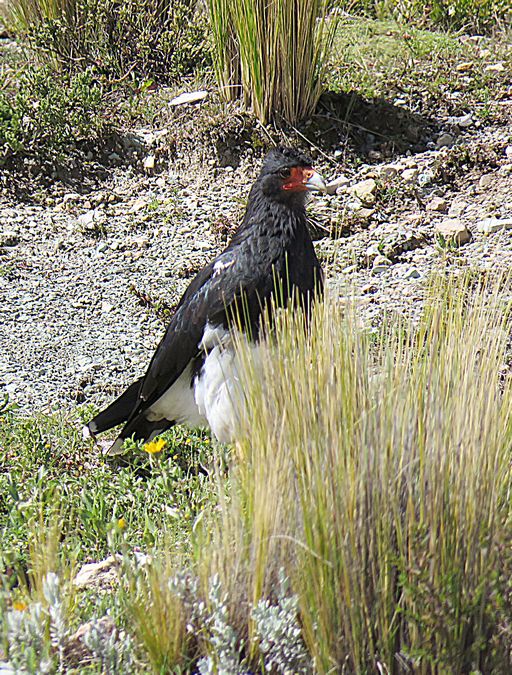 caracara