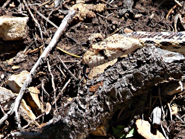Closeup of snake