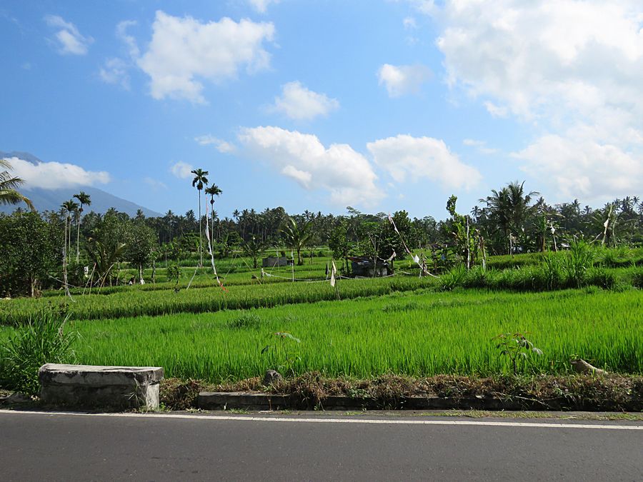 Mt Agung and rice field