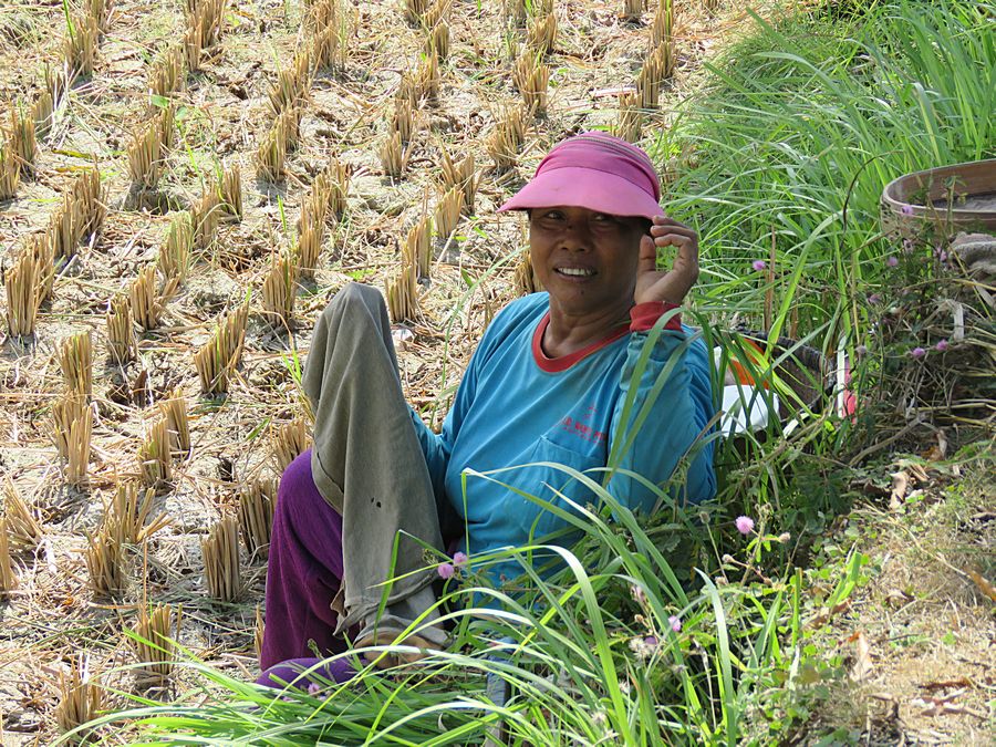 rice harvesting