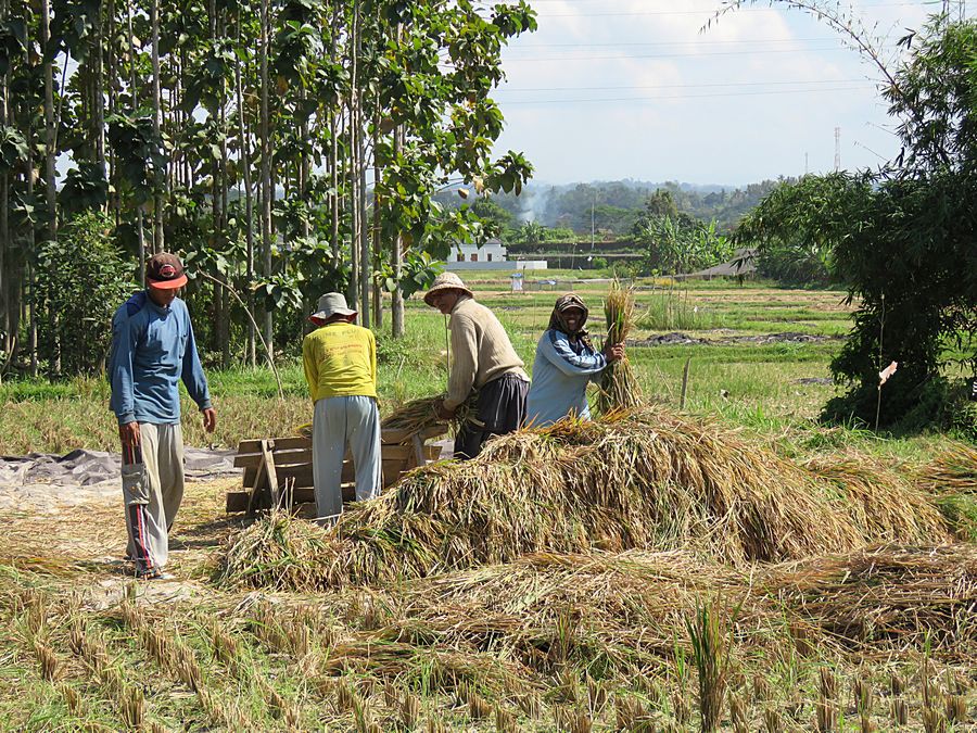 rice harvesting