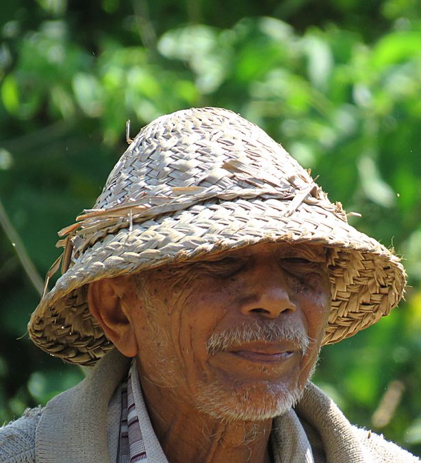 rice harvester