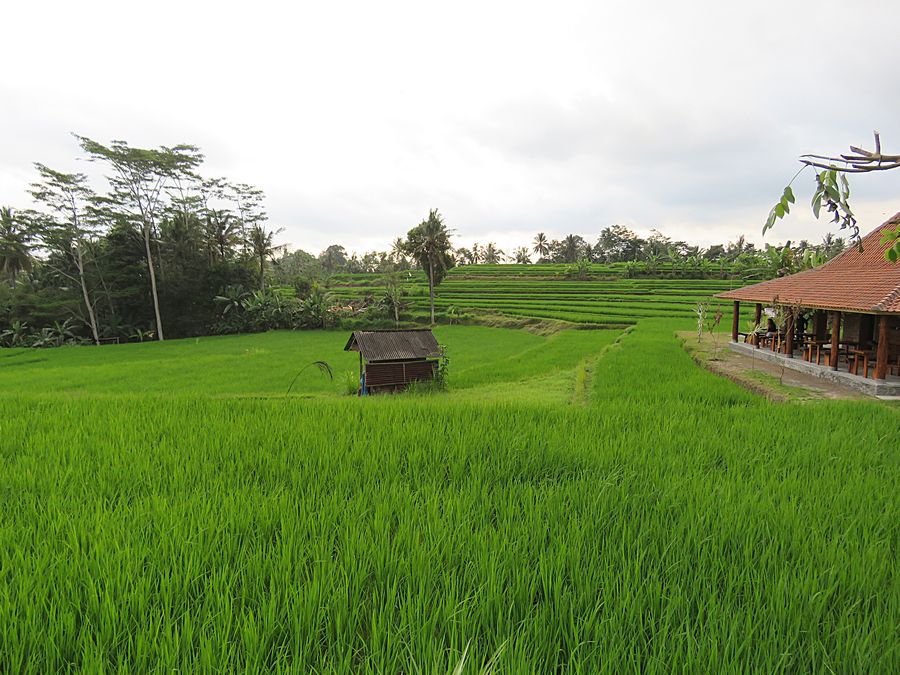 rice field