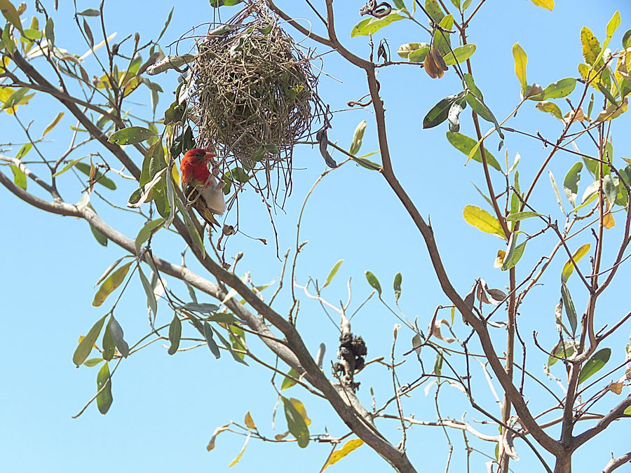 redheaded weaver