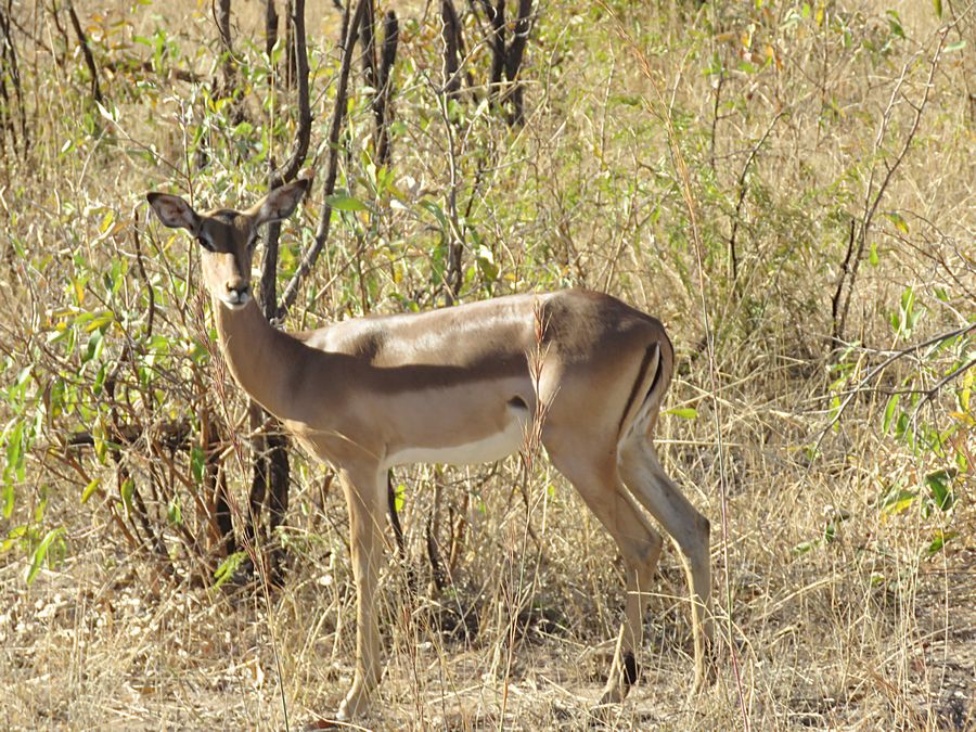 impala