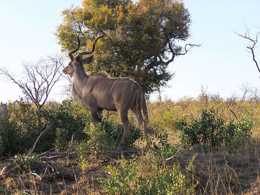 kudu