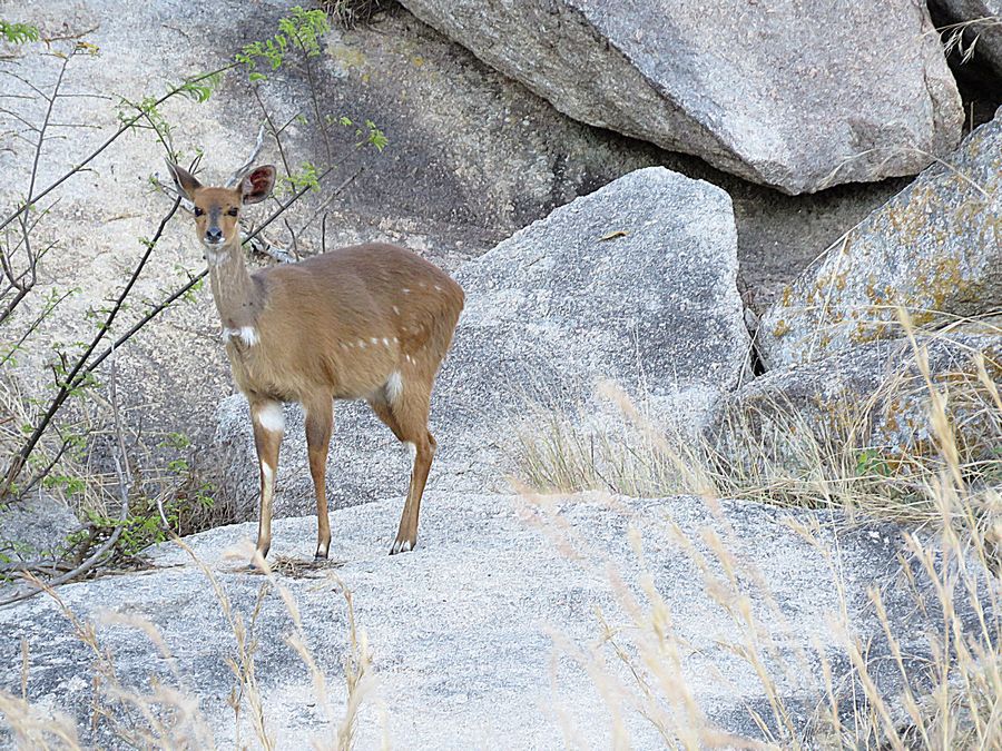 bushbuck