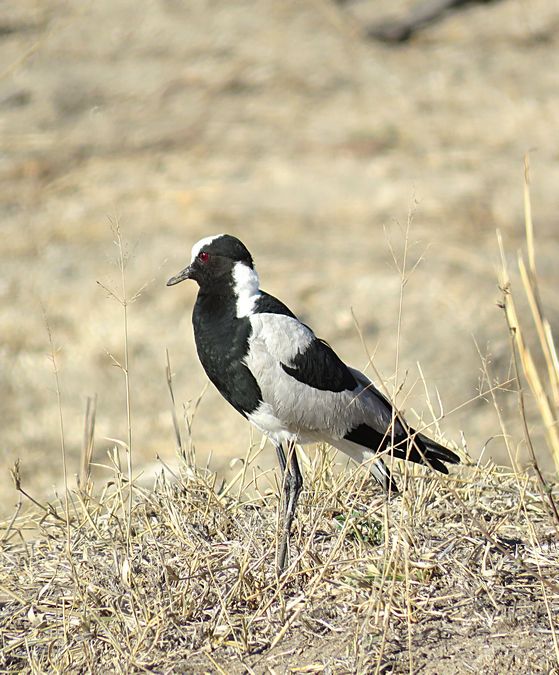 blacksmith lapwing