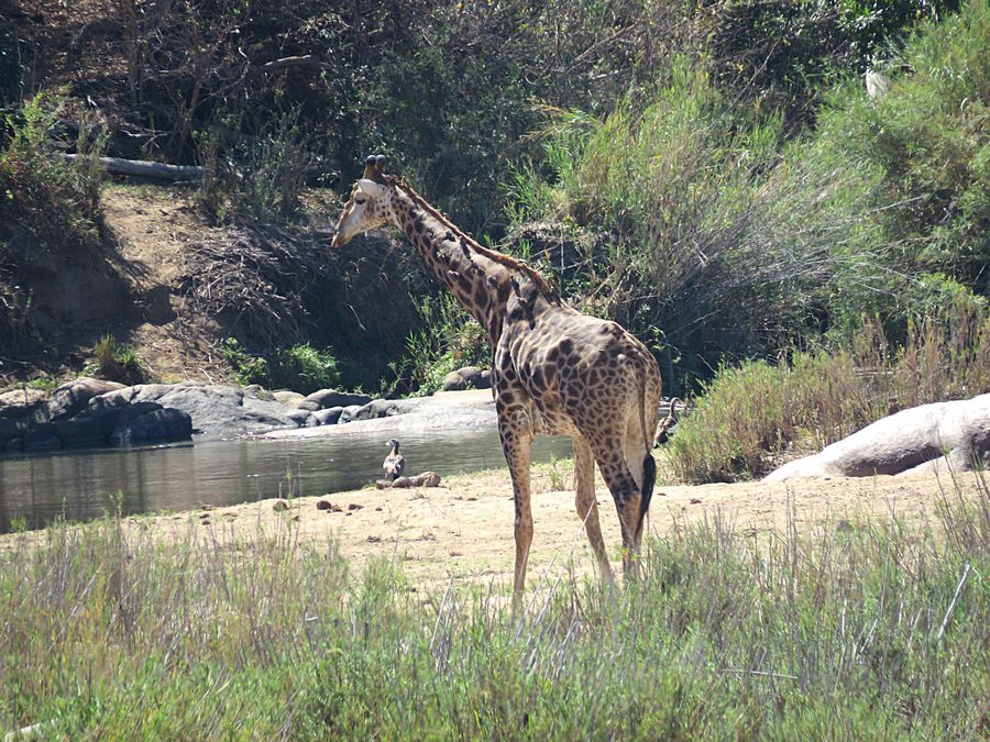 giraffe