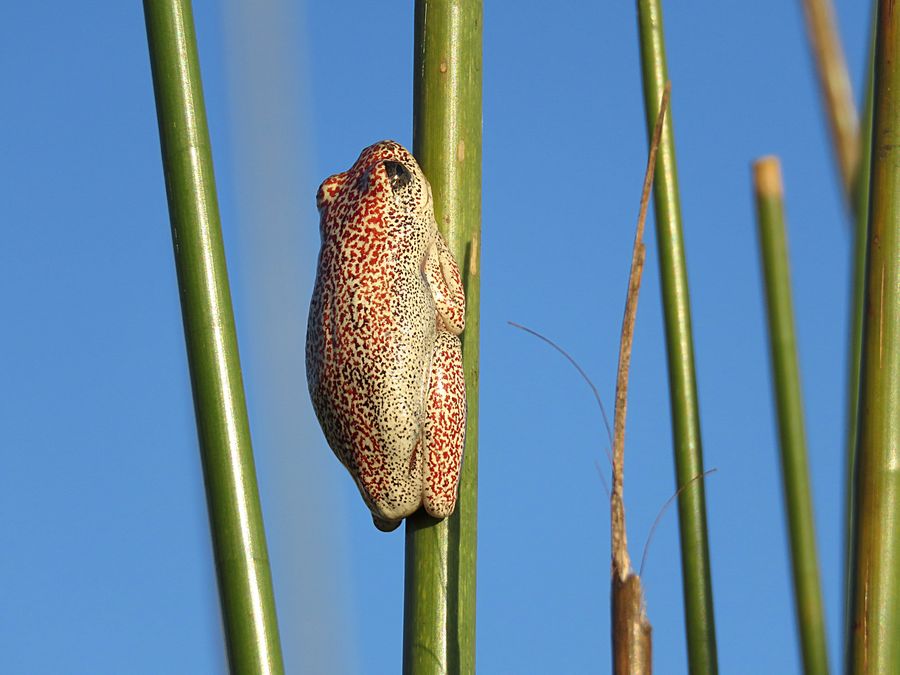 painted frog