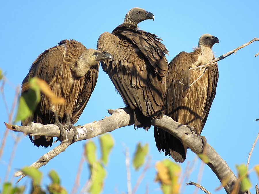 white-backed vultures