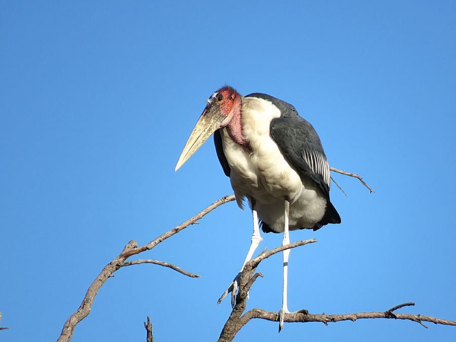 marabou stork