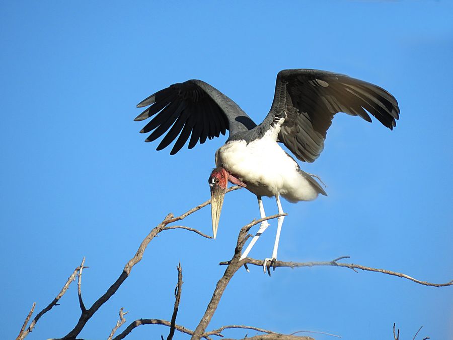 marabou stork wings