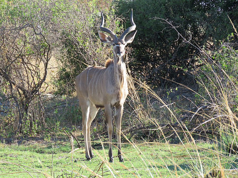 kudu