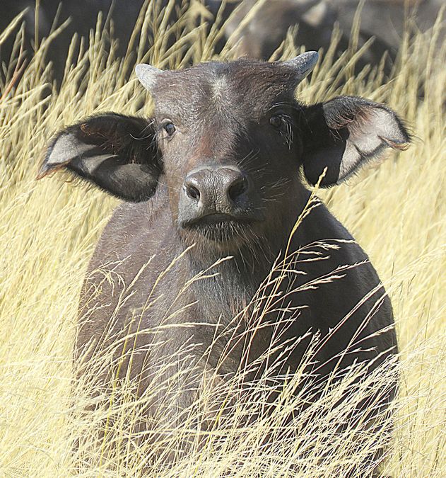 buffalo calf
