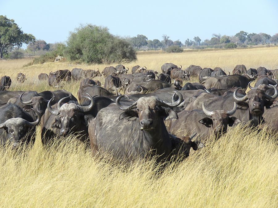 buffalo herd