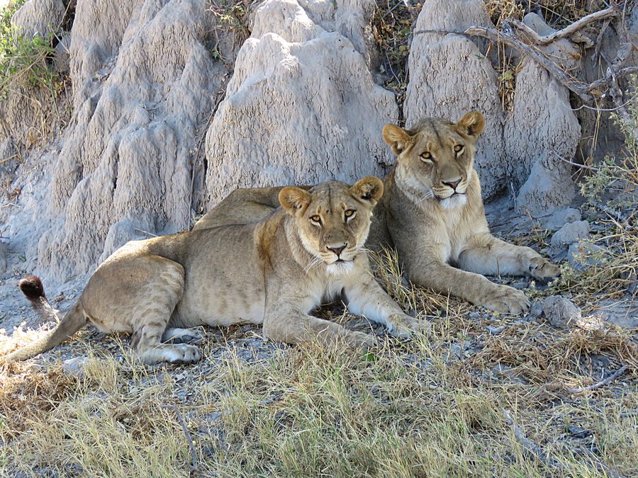 female lions