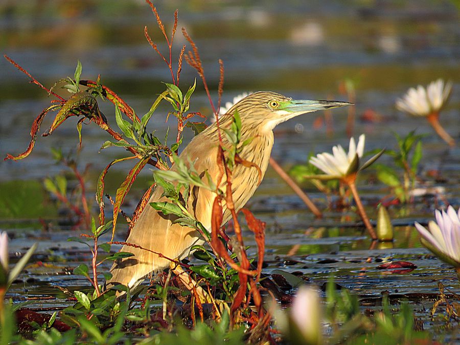 Squacco Heron