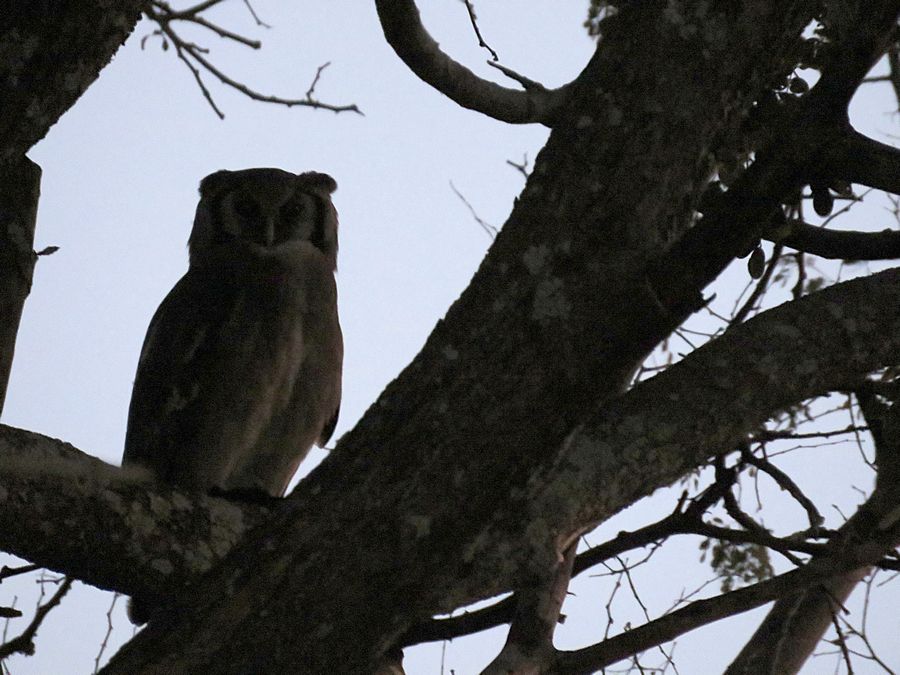 giant eagle owl