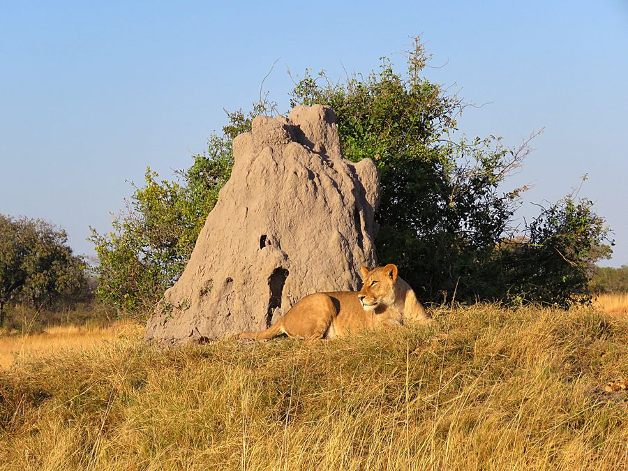lion and termite mound