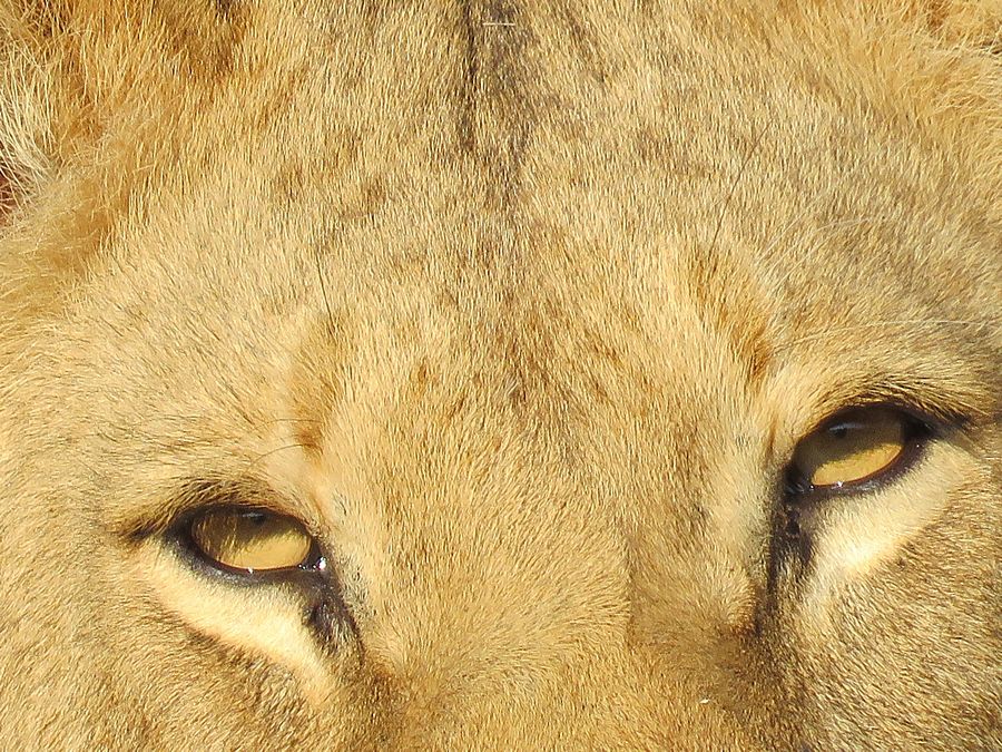 lion eyes