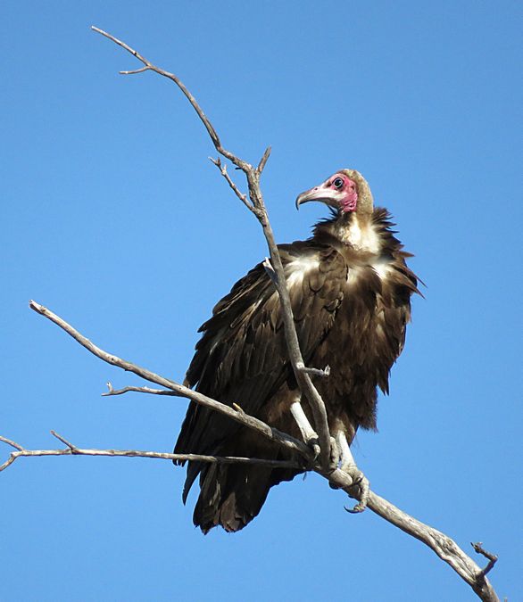 lappet-faced vulture