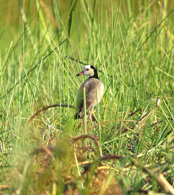 long-toed plover