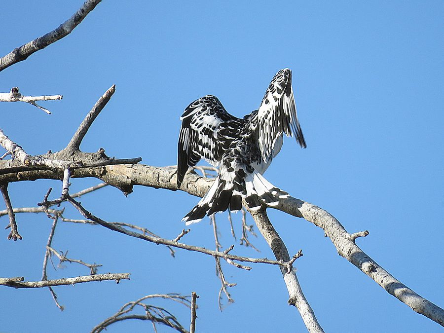 pied kingfisher flying