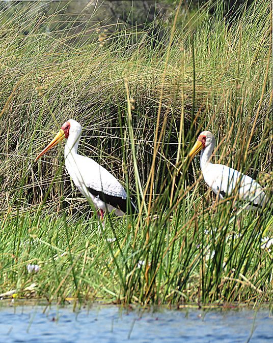 yellow-billed storks