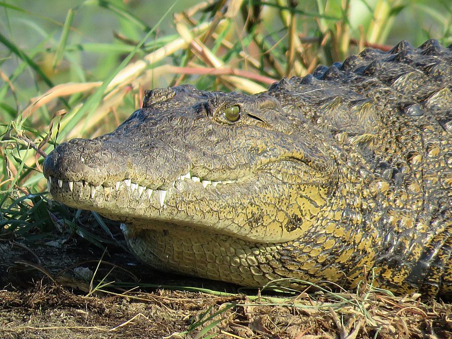 croc closeup
