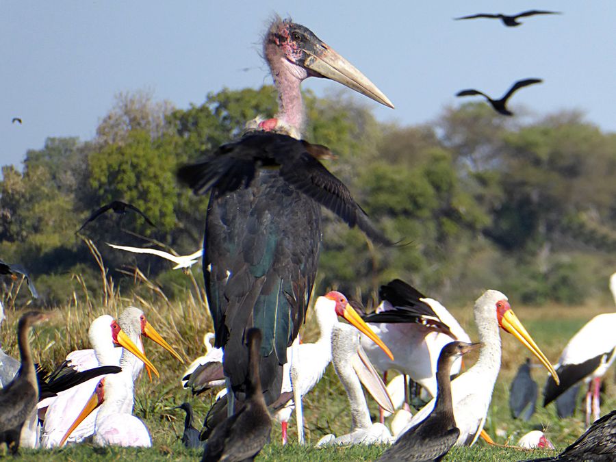 marabou stork