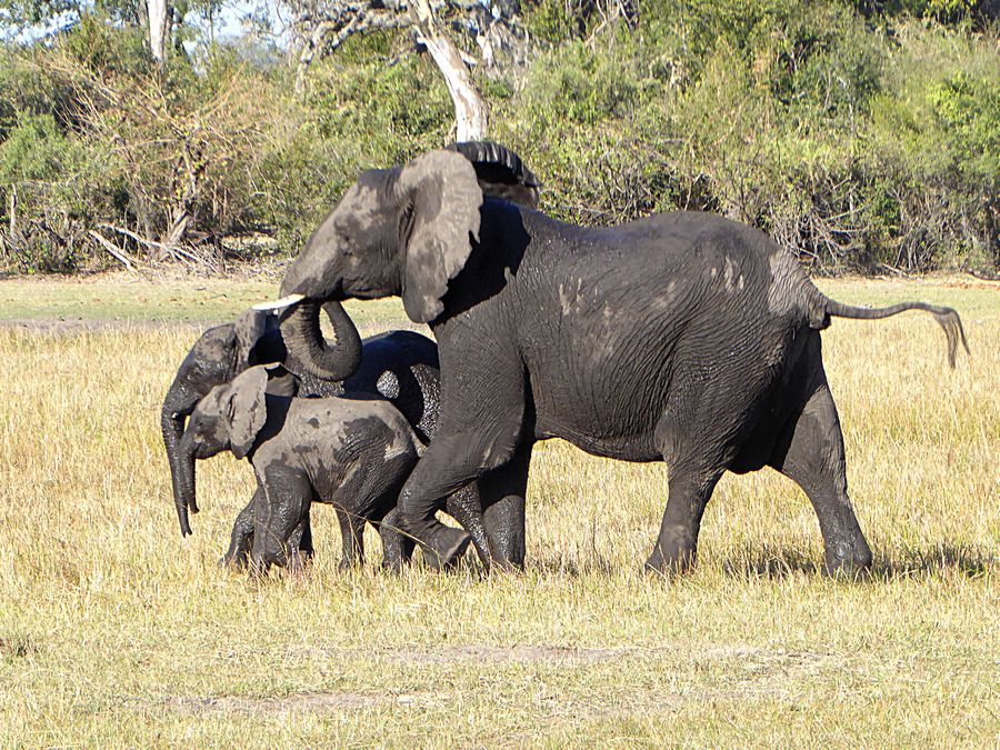 elephants