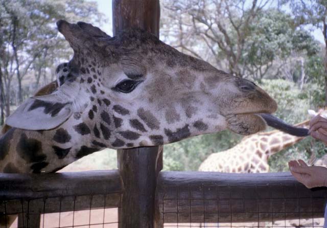 Giraffe being fed