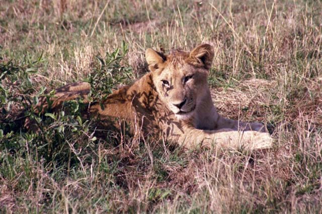 Closeup of lion cub