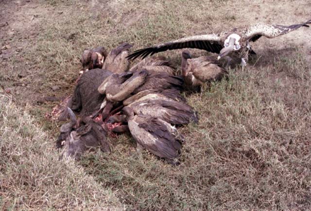 Vultures eating the remains of a buffalo