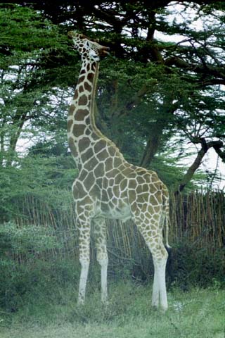 Giraffe at Sweetwaters