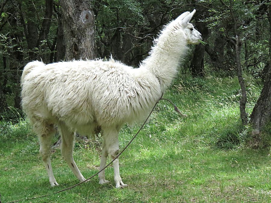 Llama