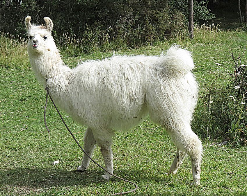 Llama