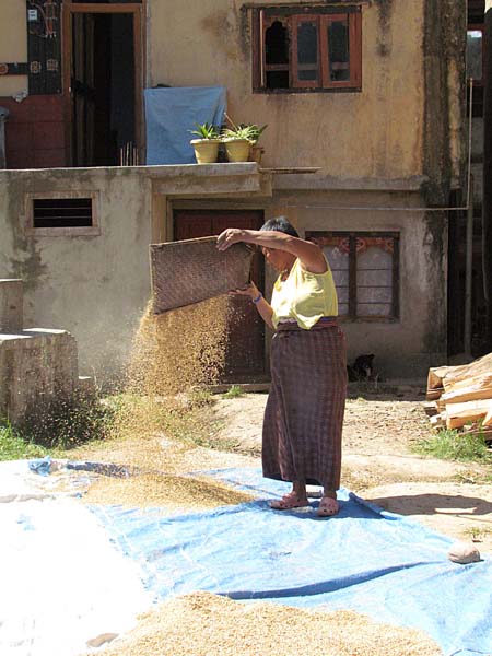 drying rice