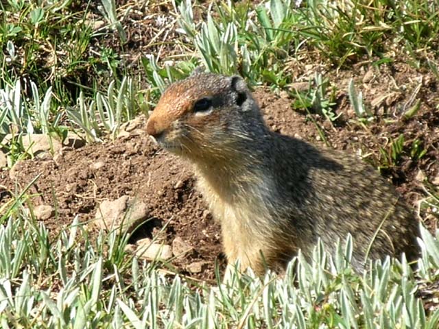 Closeup of ground squirrel