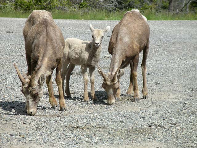 bighorn with baby