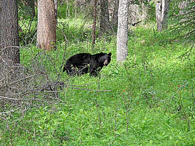 Black bear