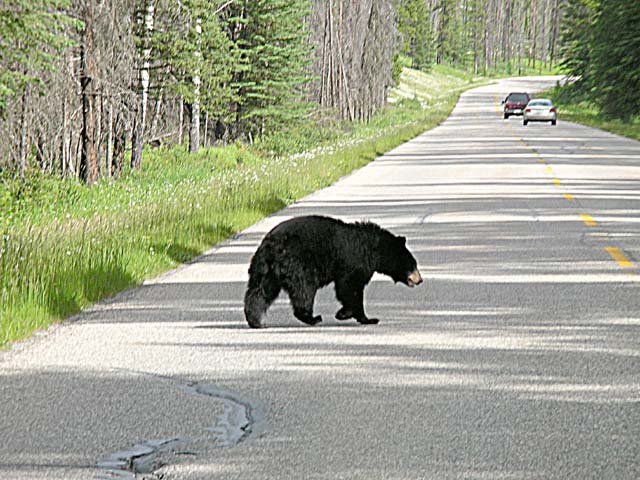 Bear crossing road