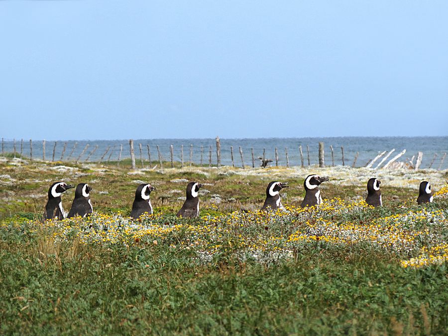 penguins heading for the sea