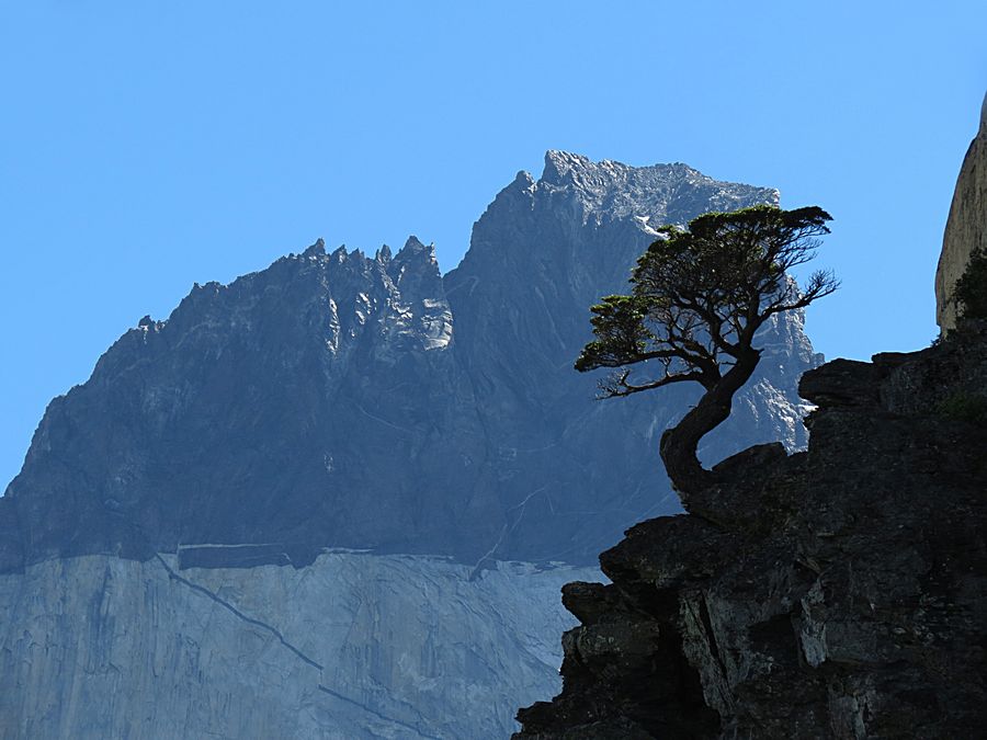 Windblown tree