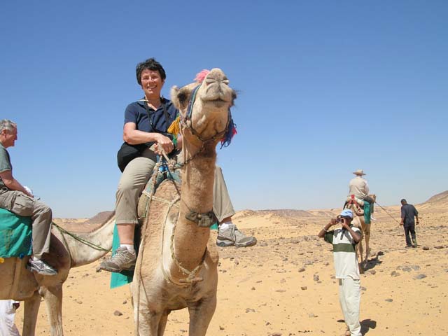 Pat on camel