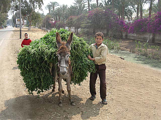 boy and donkey