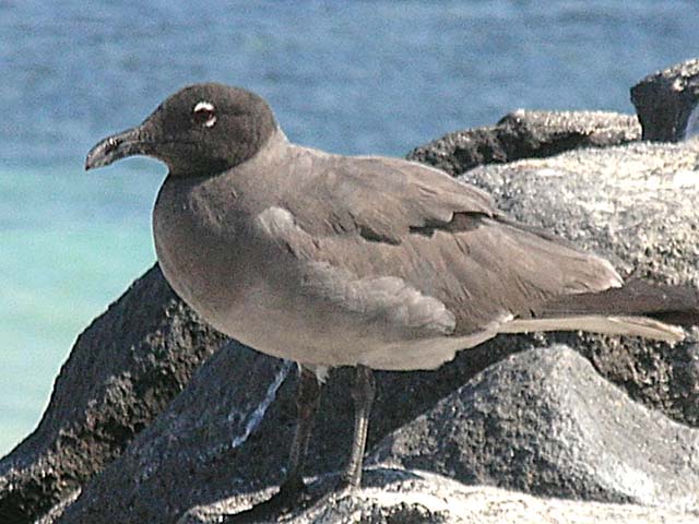 Lava gull