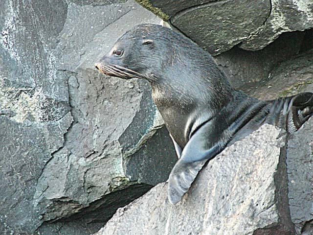 Fur seal