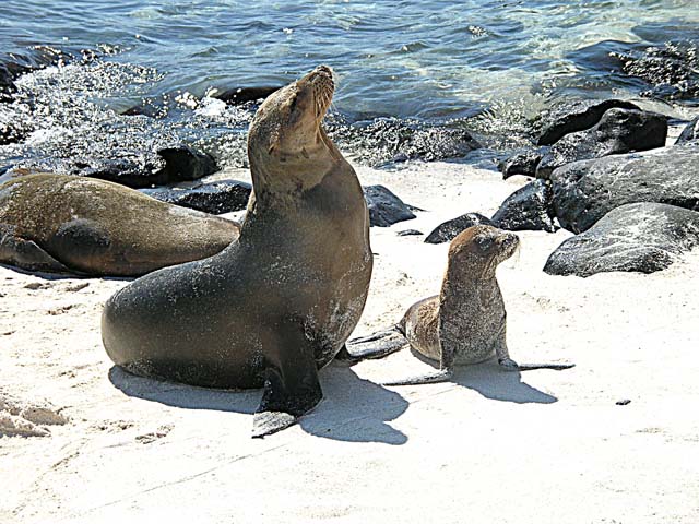 Mom and pup